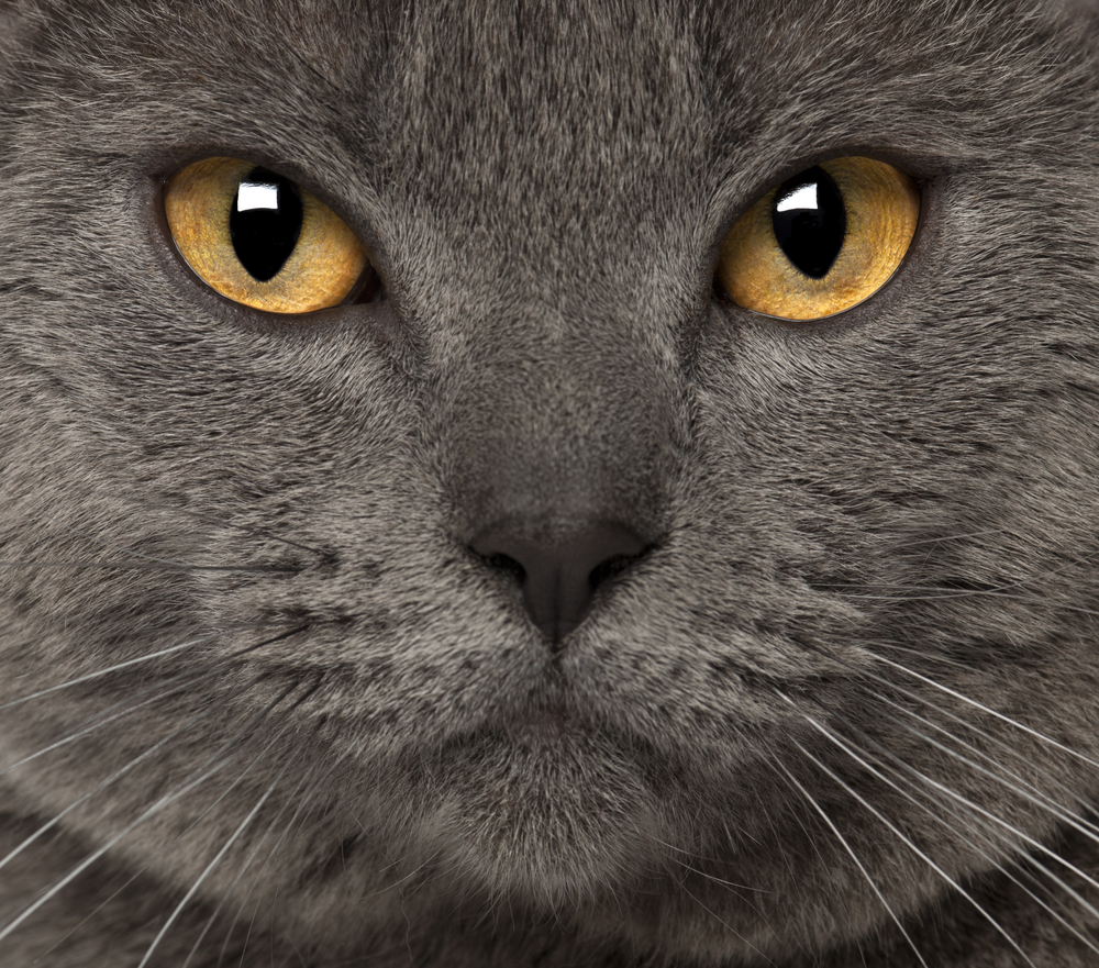 Portrait of Chartreux, 1 and a half years old