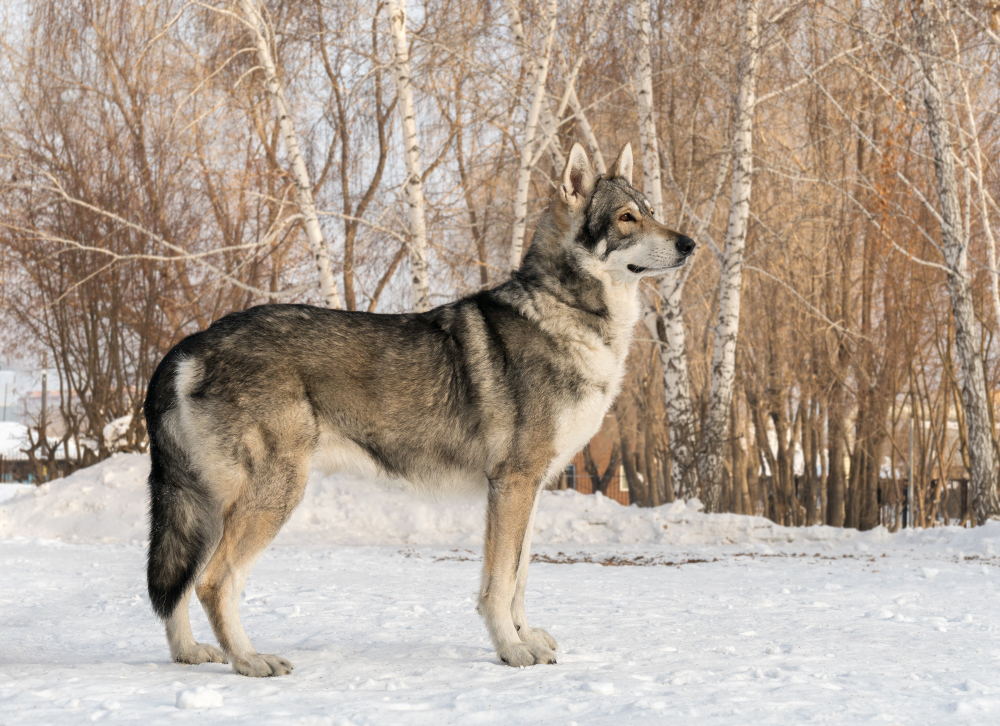 Beautiful male dog of Saarloos wolfhound in the winter park