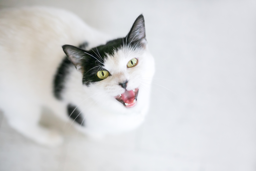 猫が無駄鳴きをするのはなぜ？9つの理由と対処法を紹介！