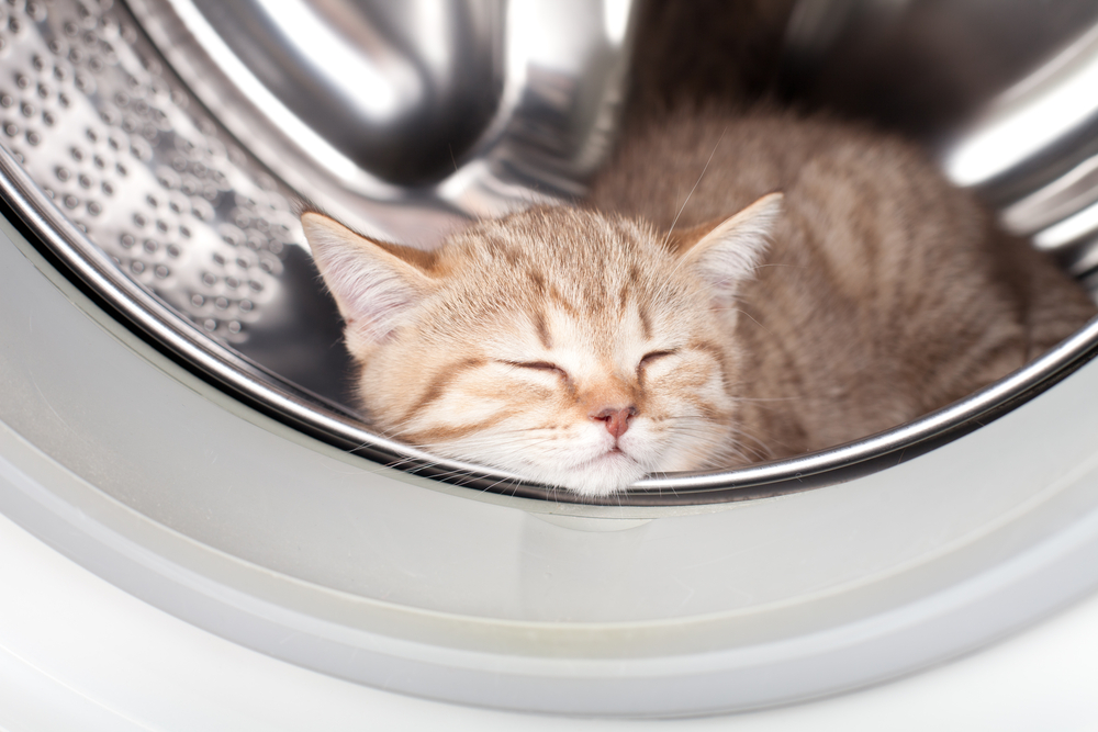 猫は洗濯機の中が大好き？！猫が洗濯機に入ってしまう理由と事故を予防する方法とは？