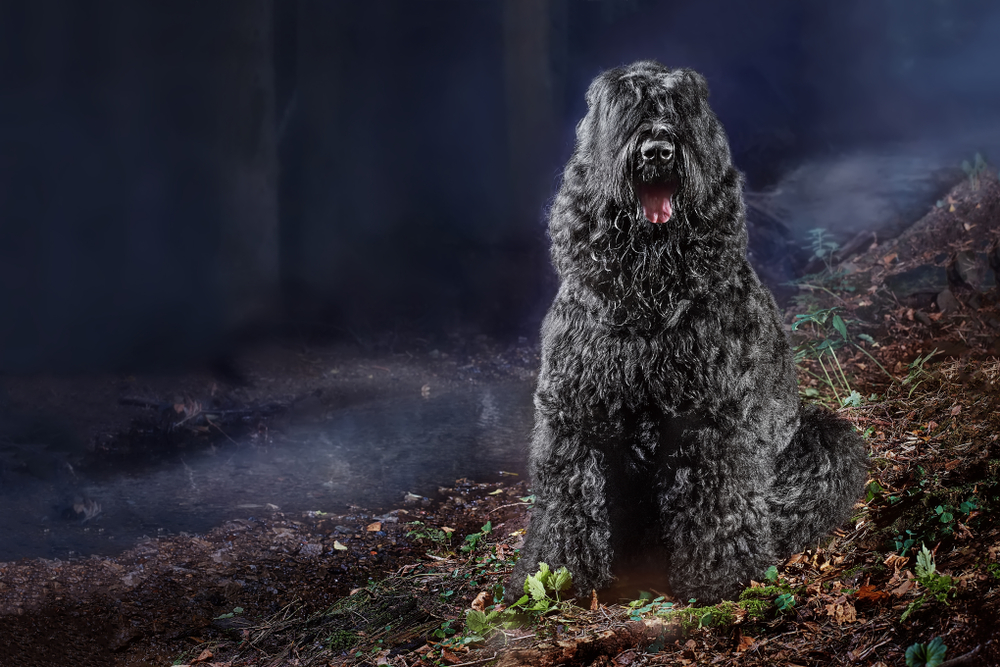Large dog breed black russian terrier sits near rivulet in autumn enchanted foggy forest by night. Concept dog werewolf in fairytale night blue forest by moonlight, horizontal 