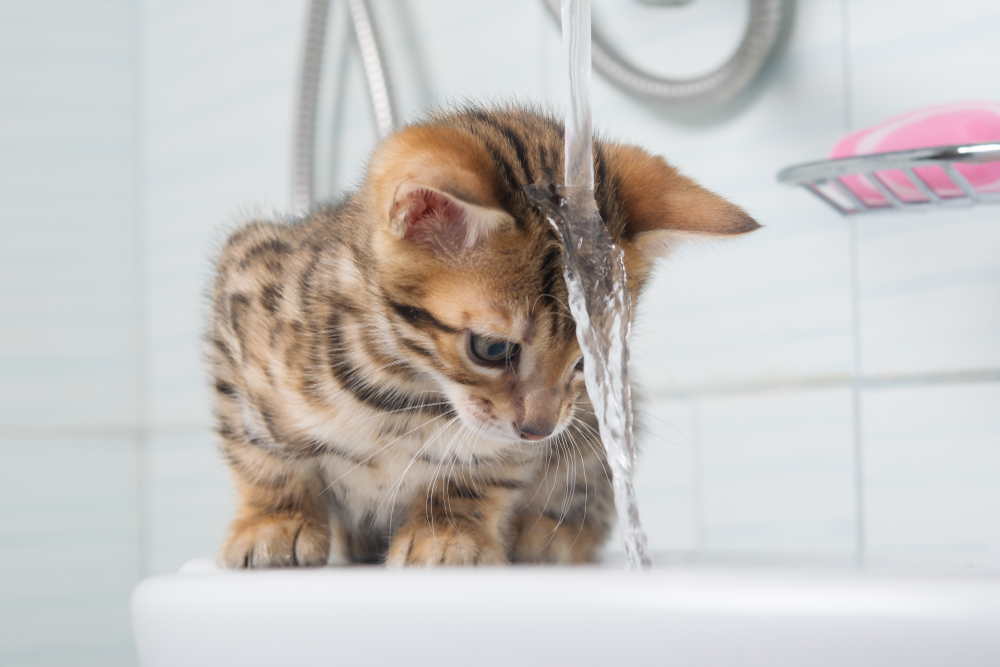 猫って本当に水嫌い？猫が水を苦手な理由と克服方法。