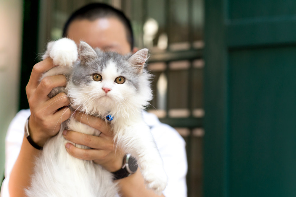 Man holding kitten Persia cat looking at camera