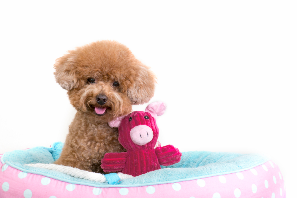 Cute toy poodle sitting in dog bed with soft toy