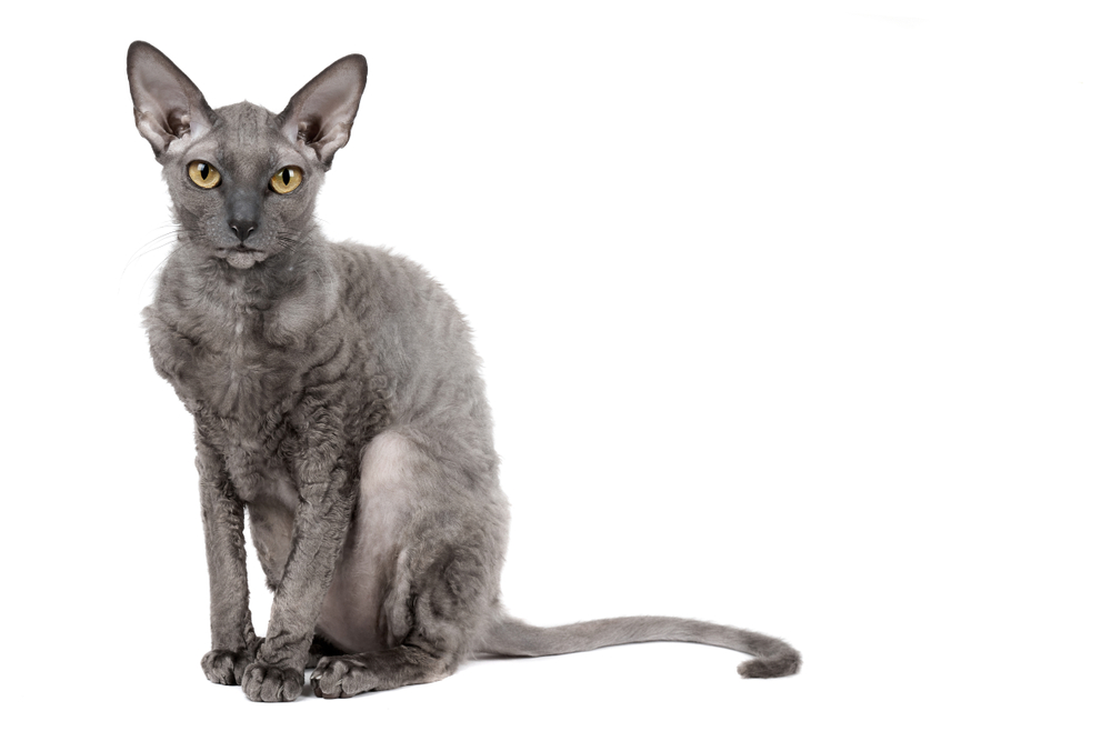 Oriental shorthair cat sitting and watching, gray animal pet, domestic kitty, purebred Cornish Rex. Isolated on white background. Copy space.