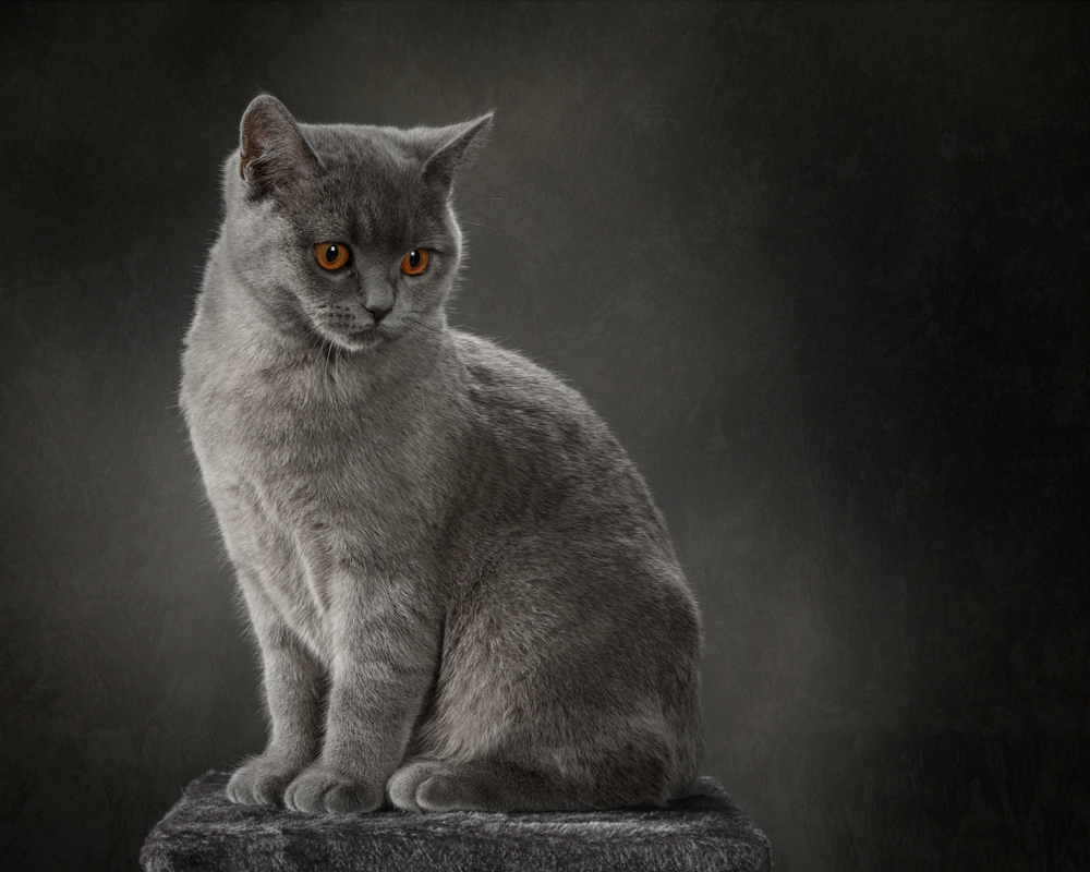 Portrait of a Carthusian cat in studio on a dark background 