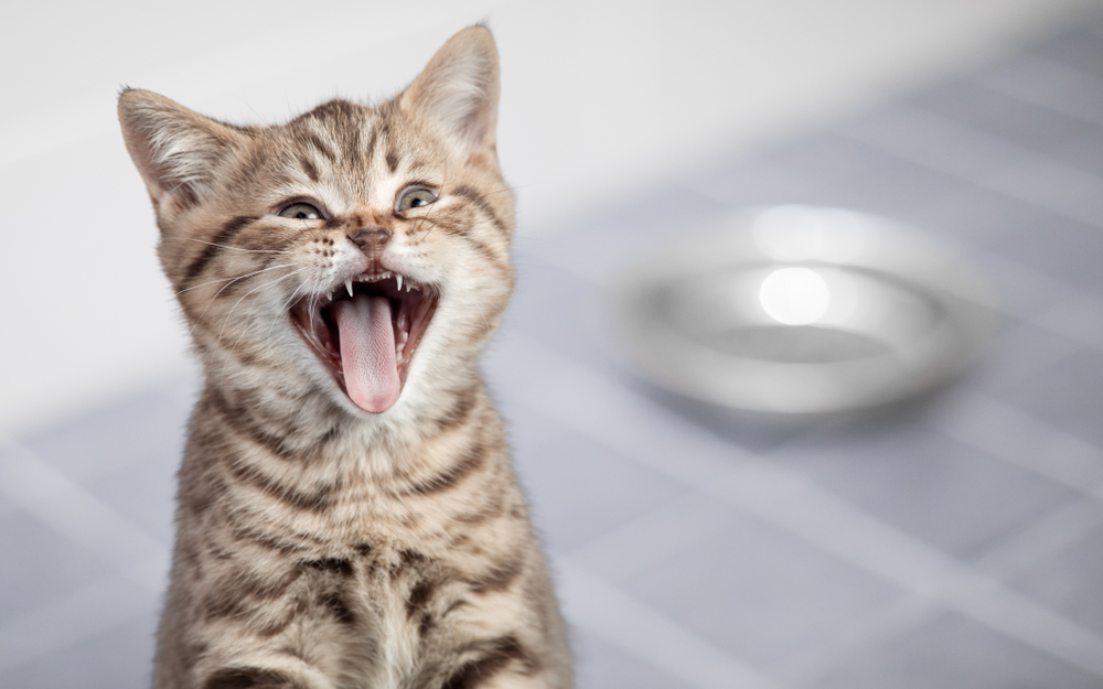 猫が鳴きながらウロウロするのはなぜ？5つの理由と対策をご紹介します！