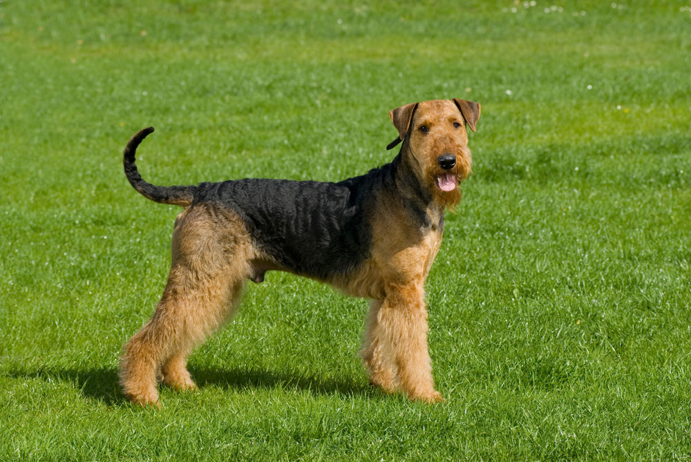 Airedale terrier in a meadow