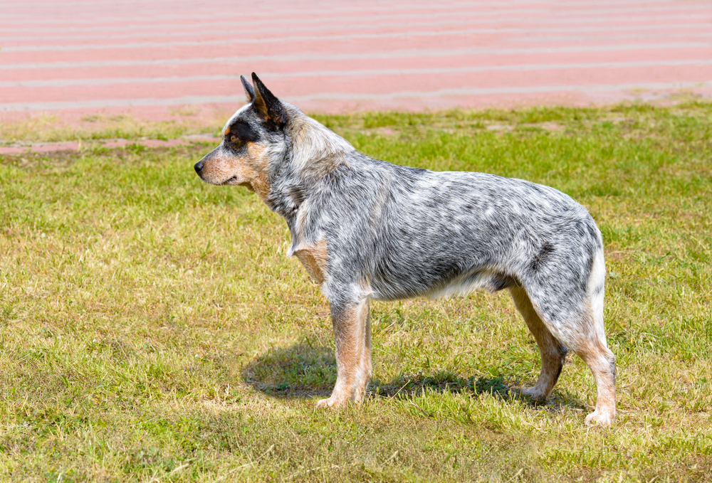 Australian Cattle Dog in profile. The Australian Cattle Dog stands on the green grass in the park.