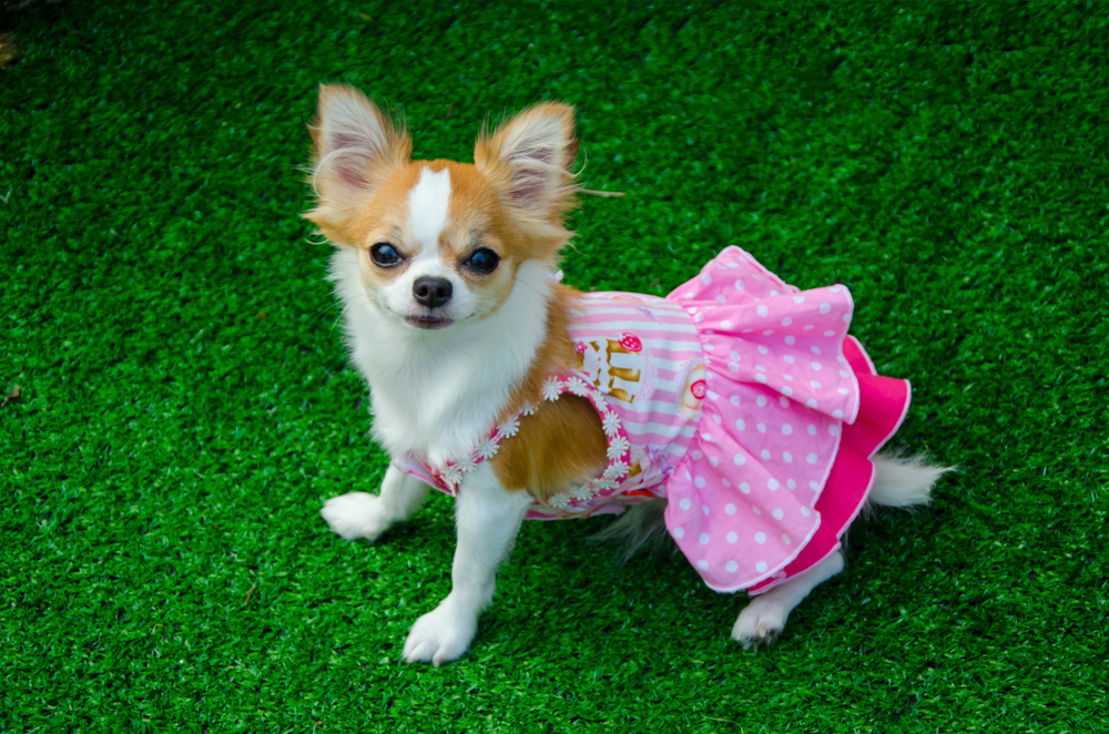 My pretty Chihuahua smooth coat dog wear the pink cloth on the green grass and she looking the owner.