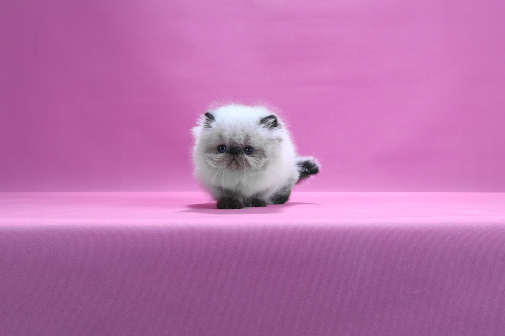 himalayan kitten on pink background