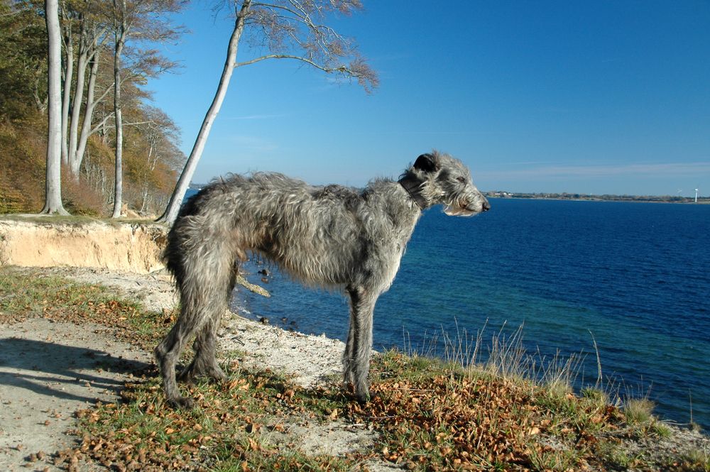 Scottish Deerhound standing in a coastal landscape