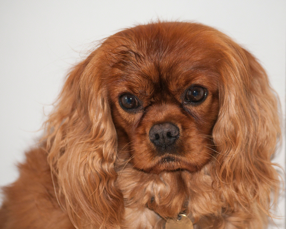 Cavalier King Charles Spaniel, also known as English Toy Spaniel, Ruby colour, with big eyes, facing camera