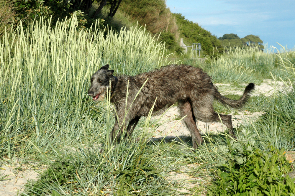 Scottish Deerhound runs in high grass