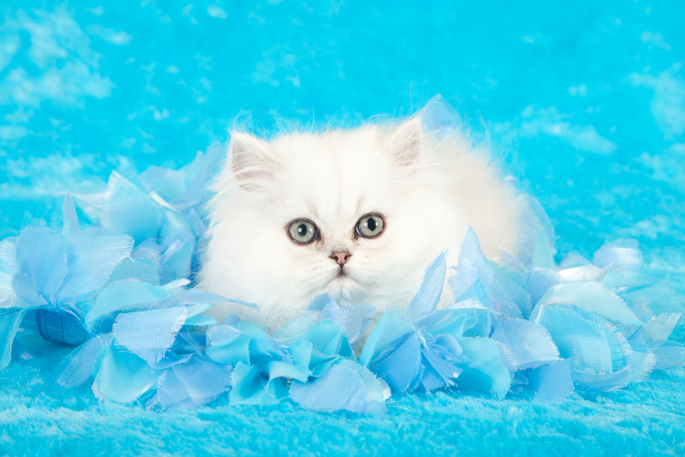Silver Chinchilla Persian kitten with blue ribbon on blue fake fur