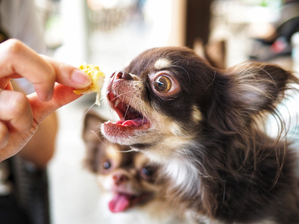 犬が過剰摂取すると危険な食材って何？中毒になる原因や症状を詳しく解説！