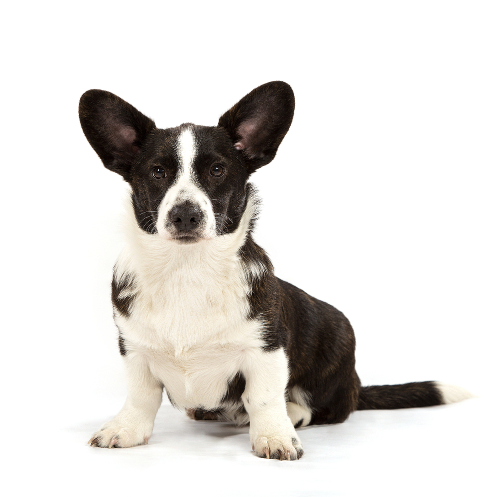 Dog of breed of Welsh Corgi with black-and-white spots on a white background.