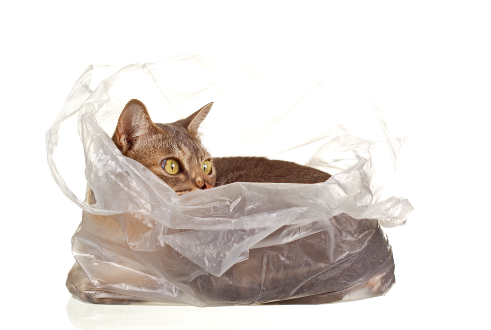 猫はどうしてビニール袋が好きなの？猫が袋に入りたがる理由と袋で遊ぶ時の注意点を解説！