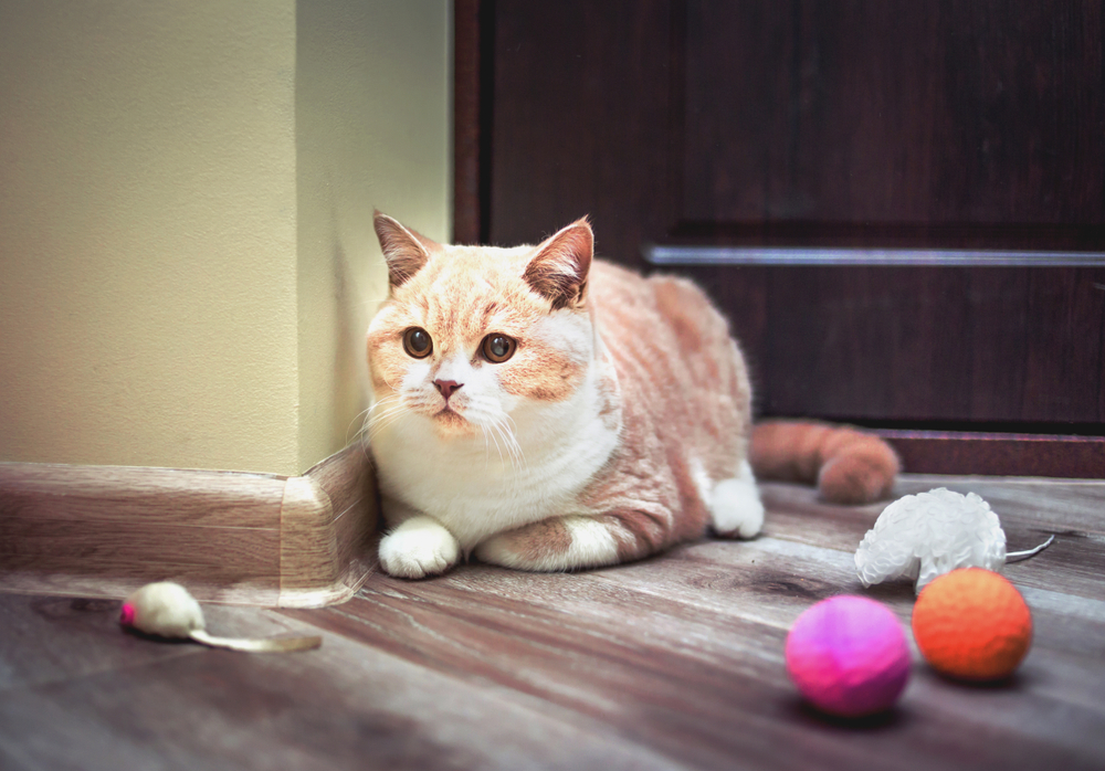 おもちゃで遊ぶ猫