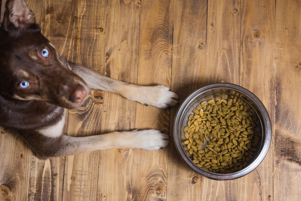 Pet eating food. Dog eats food from bowl. The dog asks for food. Hungry dog waiting to eat out of his big bowl. Hungry  blue eyes. Bowl of dry kibble dog food and dogs paws and neb over grunge wooden