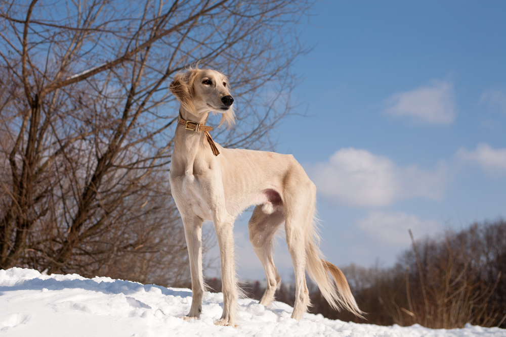 A standing white saluki on snow under blue sky