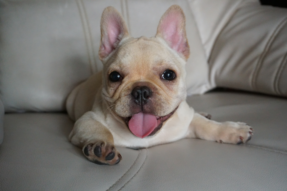 Cute french bulldog puppy sitting on sofa