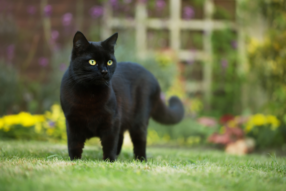 家の外で自由に動きまわっている黒猫