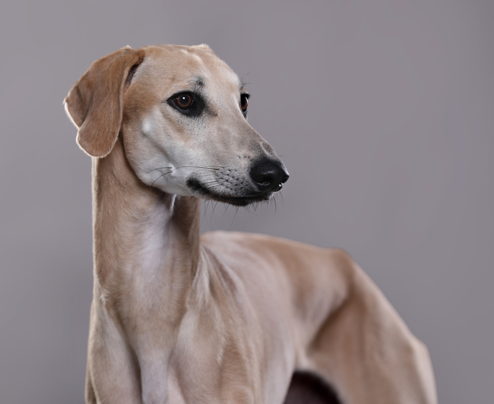 dog sloughi Arabian Greyhound