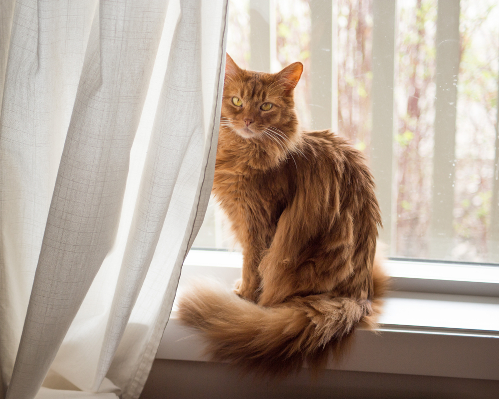 Somali cat sunning in a window.