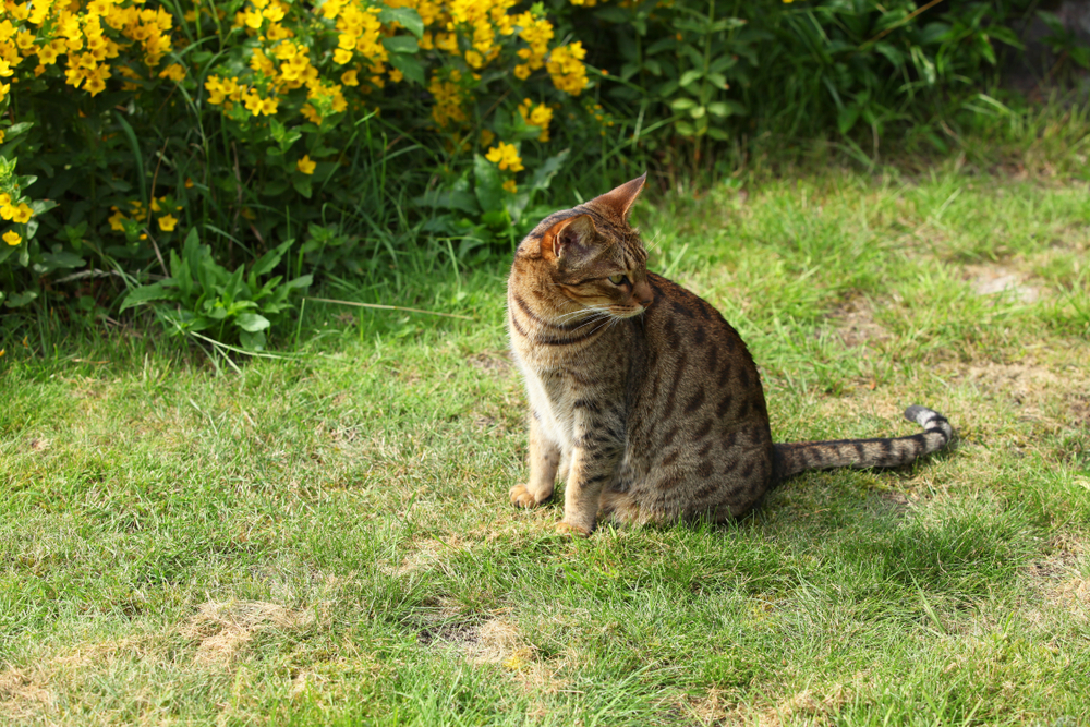 animals outdoors - beautiful brown and black stripped and spotted ocicat cat sitting on a green grass in a garden with yellow flowers on the background on a sunny day in Europe