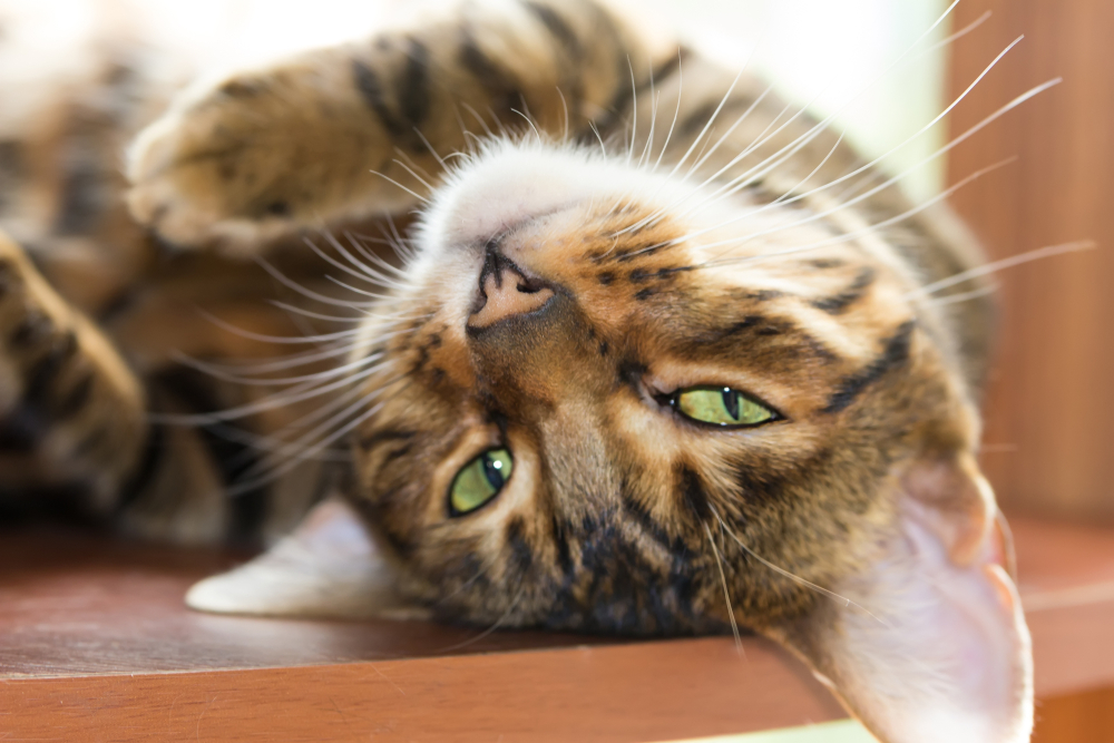 Beautiful cat breed Toyger lazily lying on a wooden shelf. Shallow depth of field.