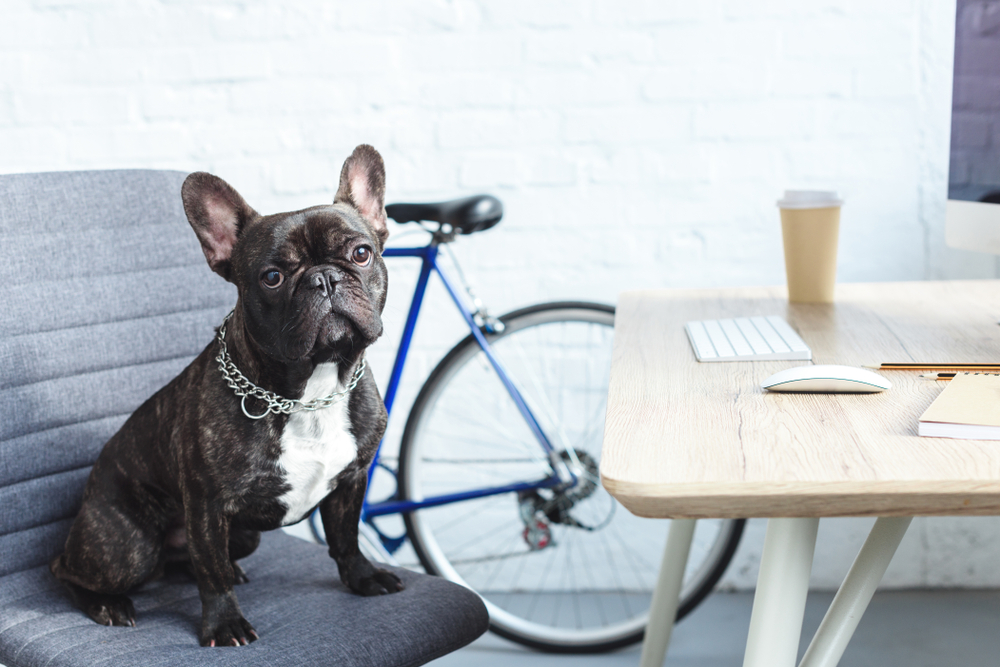 French bulldog sitting on chair by table in home office