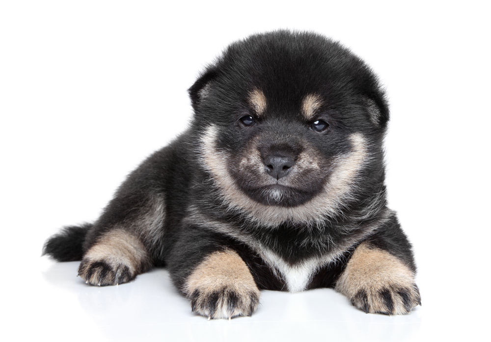 Shiba Inu puppy (one month) posing on white background
