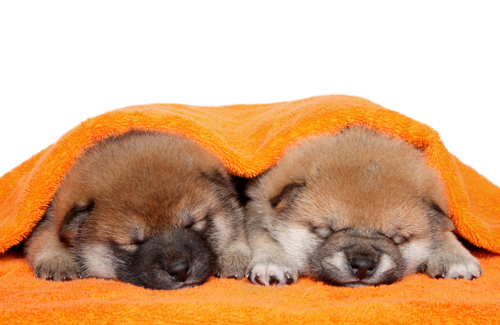 Japanese Shiba Inu puppies (one month) sleep under blanket on white background