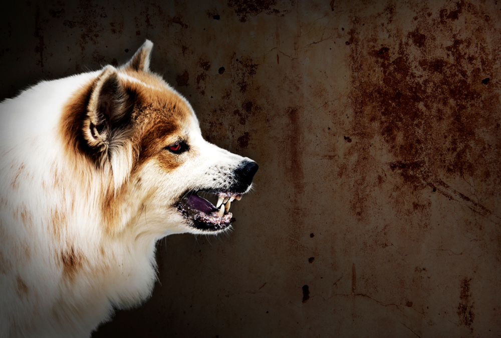 Dog crazy fierce and frightening threaten show fangs have drooling. is a symptom of rabies. on a dark wall background.