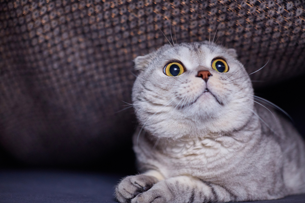 Funny and concentrated Scottish Fold cat. Animal portrait. Selective focus
