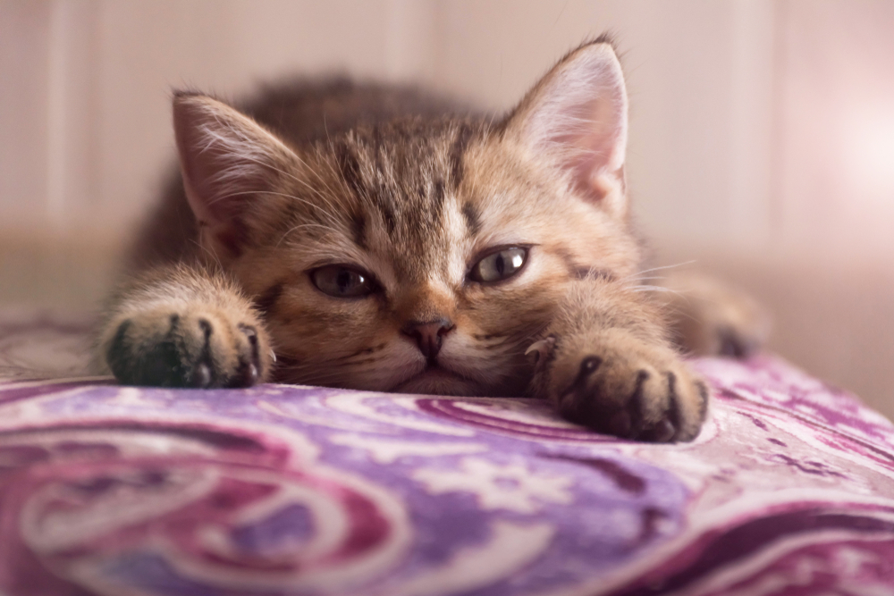 A Scottish kitten lies on a pillow. The kitten looks into the camera.