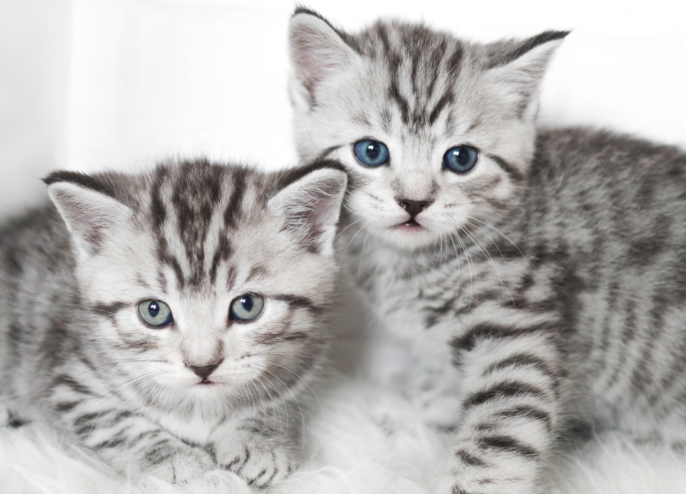 Two cute kitten. Kittens are beautiful striped