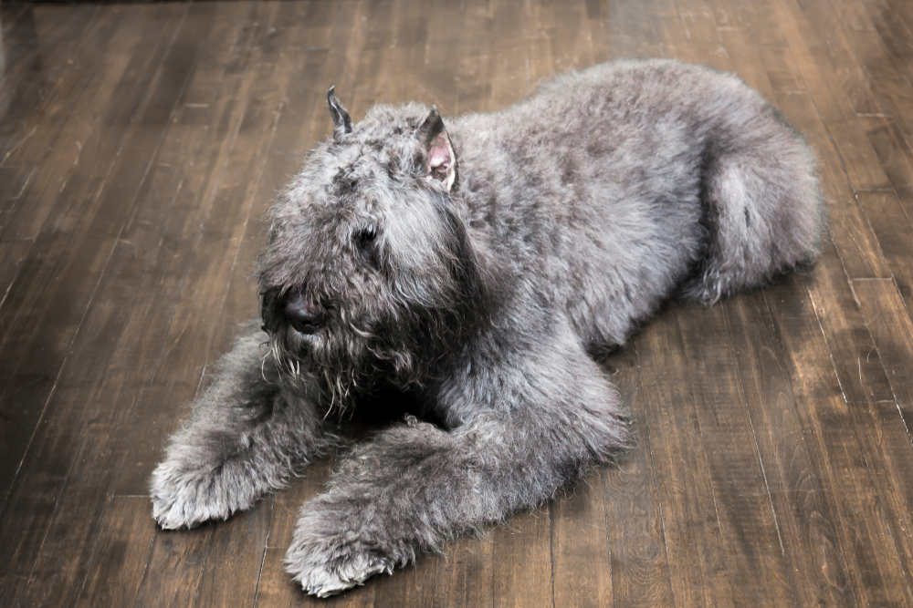Large pepper and salt Bouvier des Flandres dog with ears cropped resting on dark hardwood floor