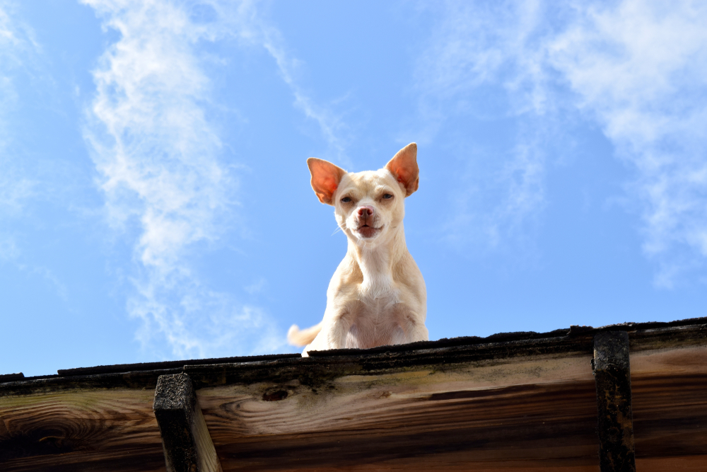 Bayahibe Dominican Republic March 2018: Funny dog Chihuahua on the house roof looking down on a sunny day with blue skies.