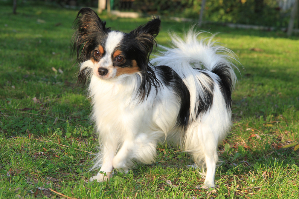 very nice small papillon puppy in the grass