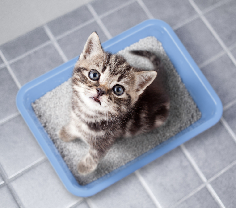 猫用水洗トイレってどんなトイレ？猫のトイレ事情を解説！