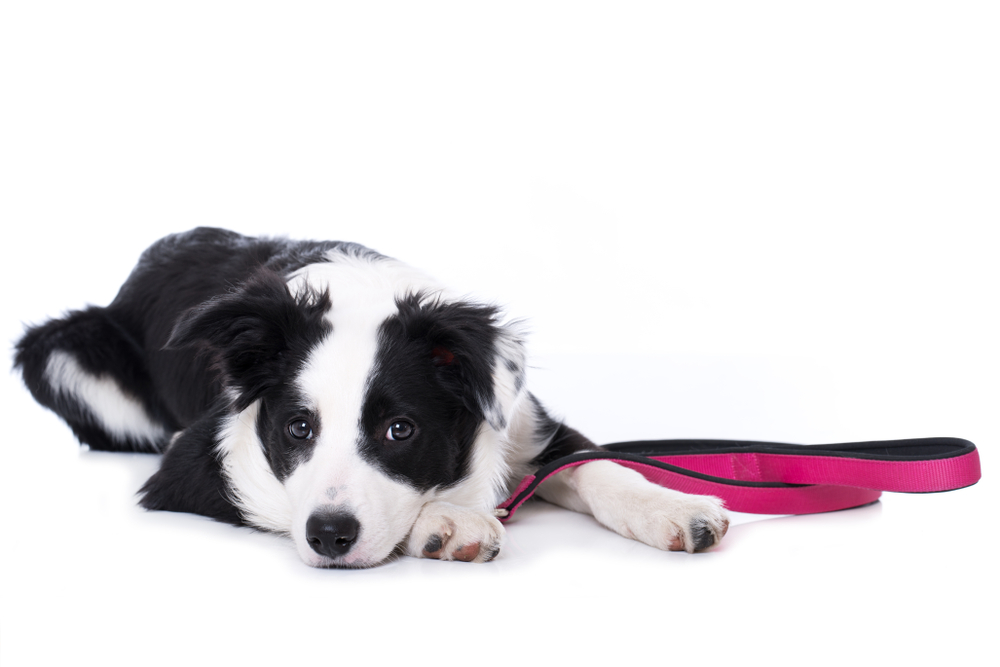 Young border collie dog with a leash isolated on white background
