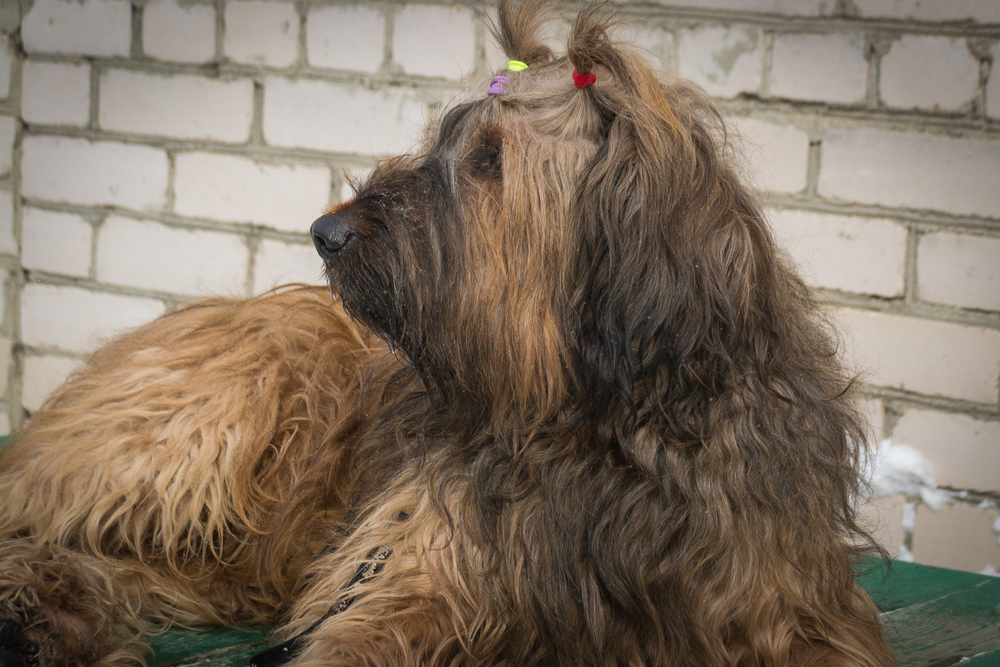 Portrait of a French Shepherd - Briard. Close-up. Dogs.