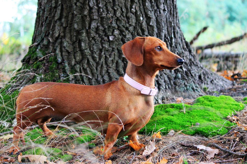 brown dachshund miniature