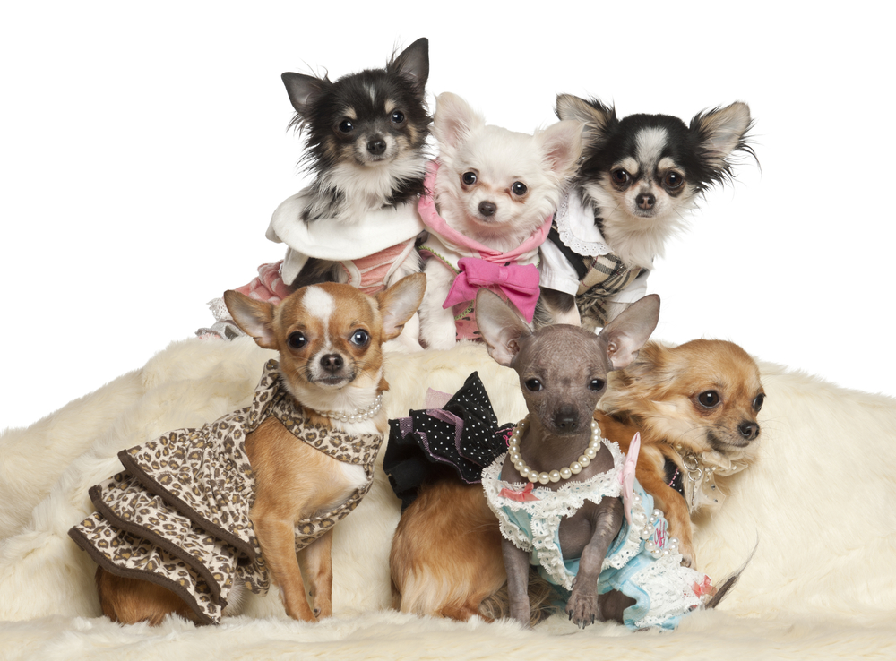 Chihuahua puppies and adults in clothing sitting against white background