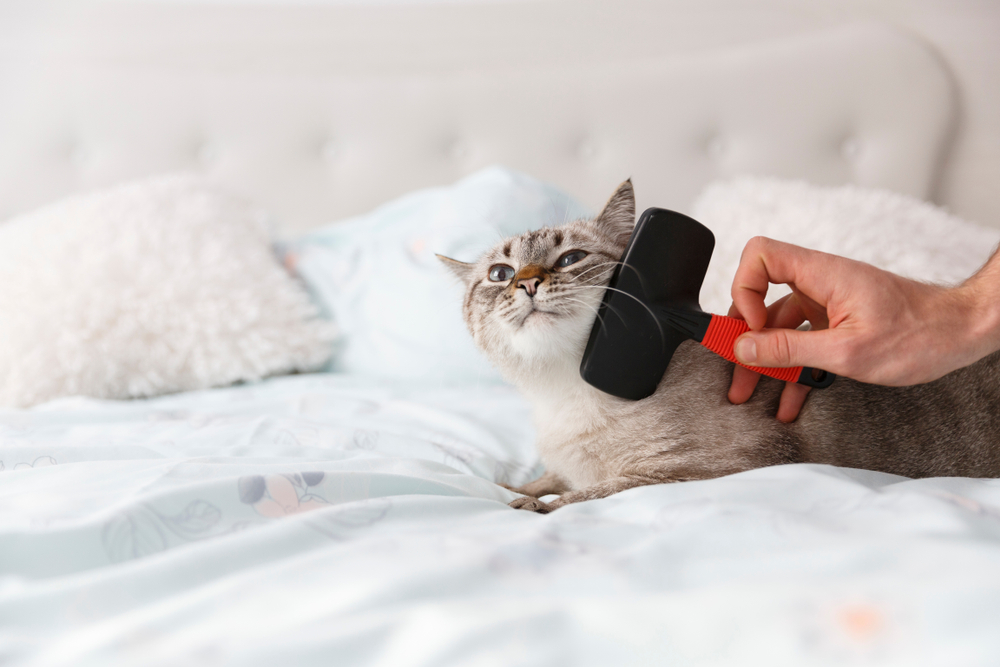 Cat in relaxing mood on the bed. Human friendly hand spoil this cat with a special pet brush.