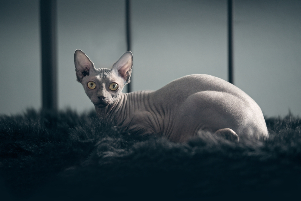 Canadian Sphinx hairless cat on a fur blanket look to the camera. 