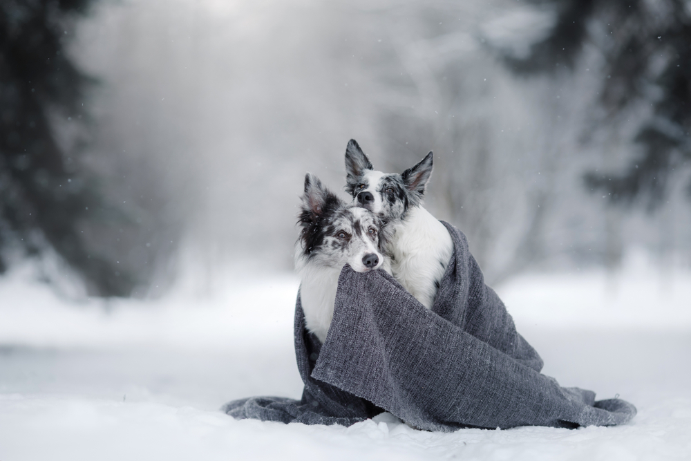 two dogs hide behind a blanket in winter. Pets are heated together. An obedient border collie