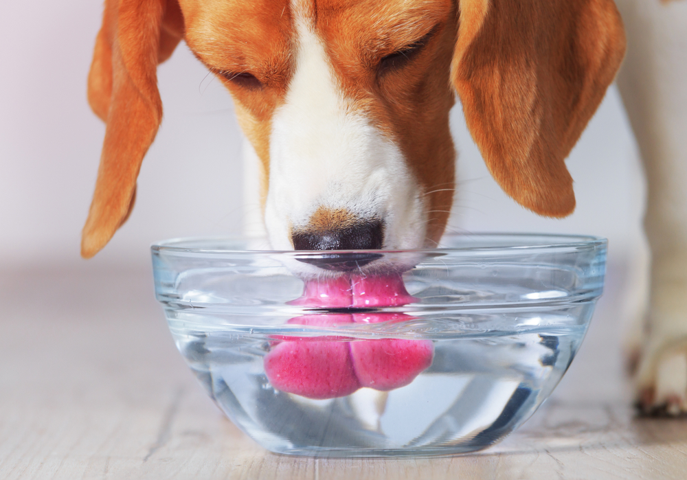 Beagle dog drinking from transparent bowl closeup view. Dog quenches thirst after training.